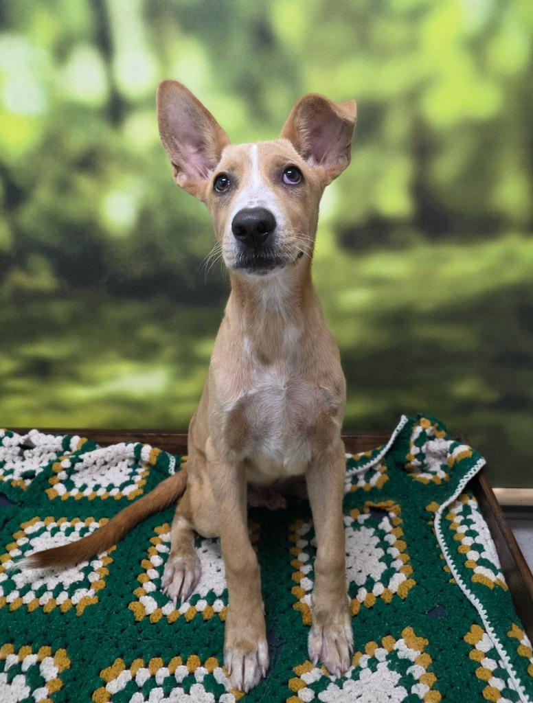 Artie, a Adoptable mixed breed in Little Rock, AR image 3/3