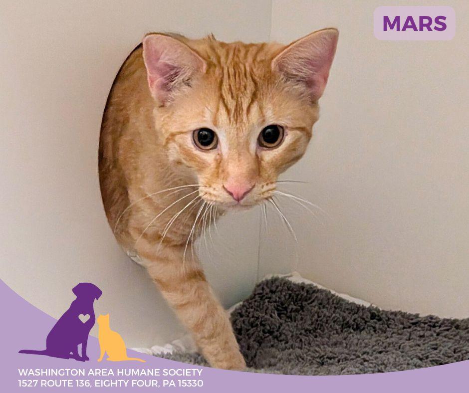Mars, adopted, Young Male Domestic Short Hair.