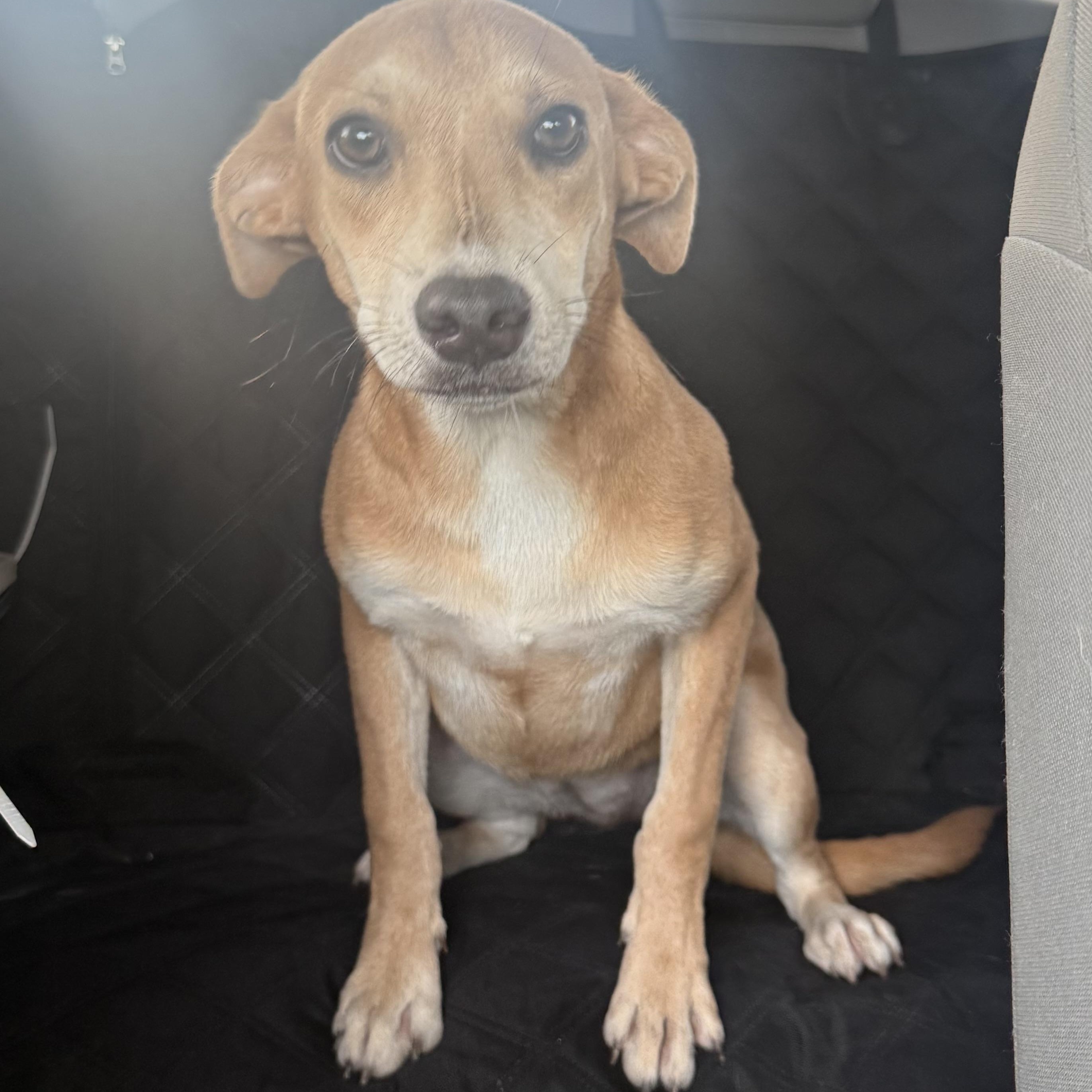 Sandi, an adopted mixed breed in Boise , ID image 4/6
