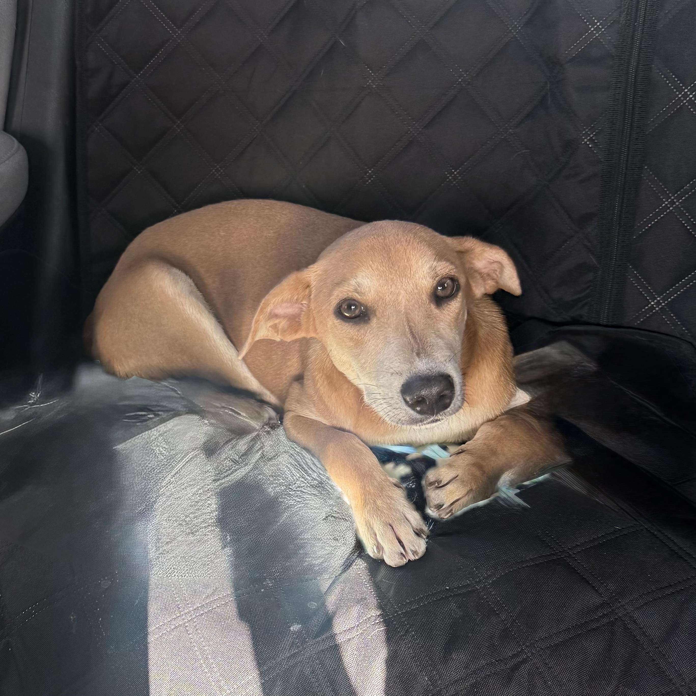 Sandi, an adopted mixed breed in Boise , ID image 1/6