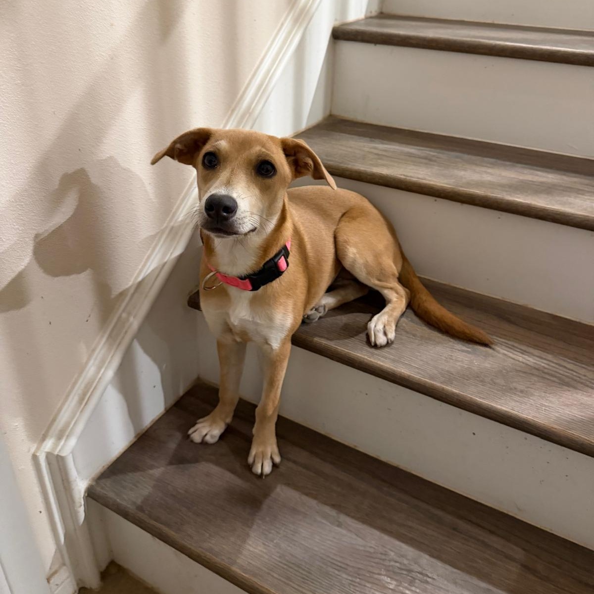 Sandi, an adopted mixed breed in Boise , ID image 5/6