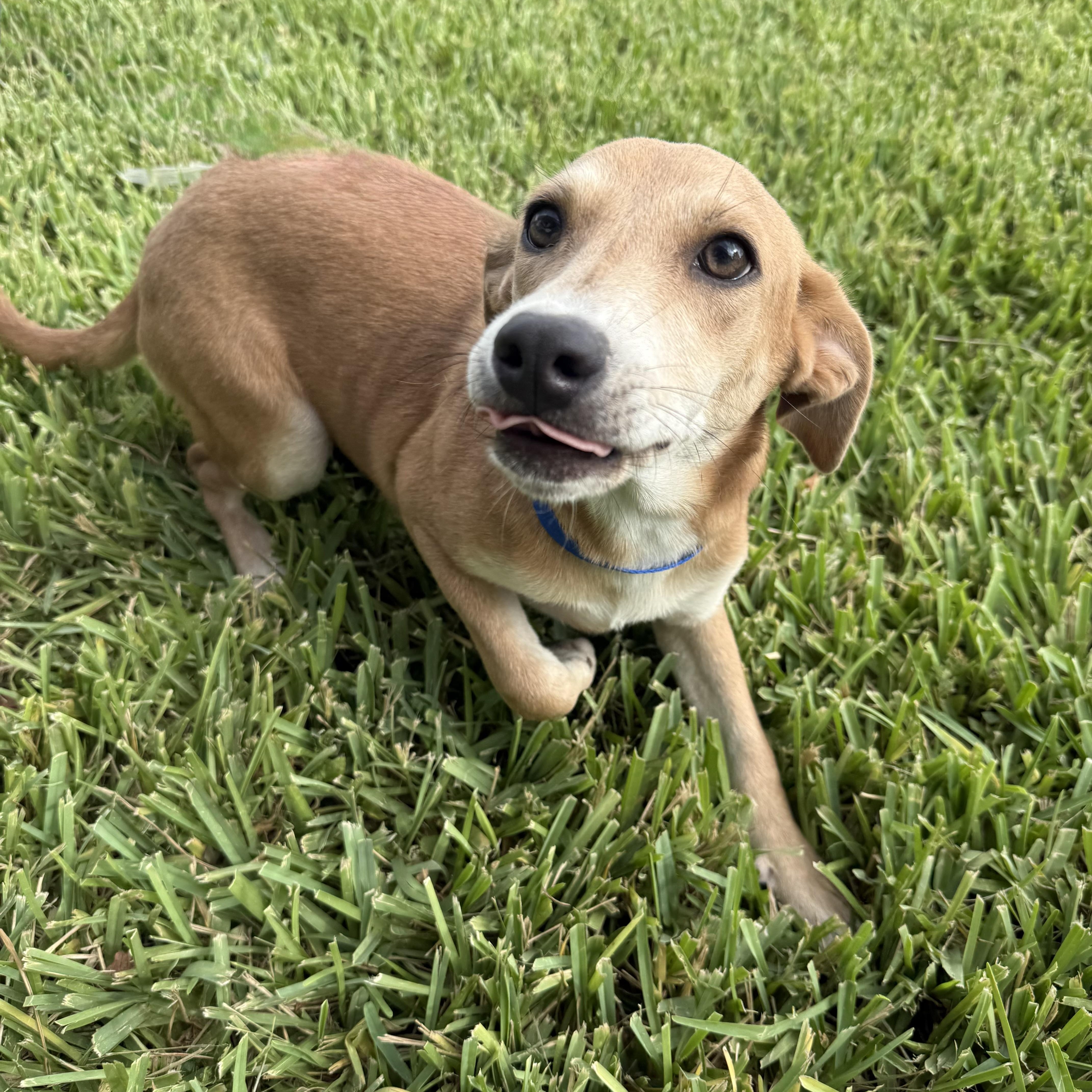 Sandi, an adopted mixed breed in Boise , ID image 2/6