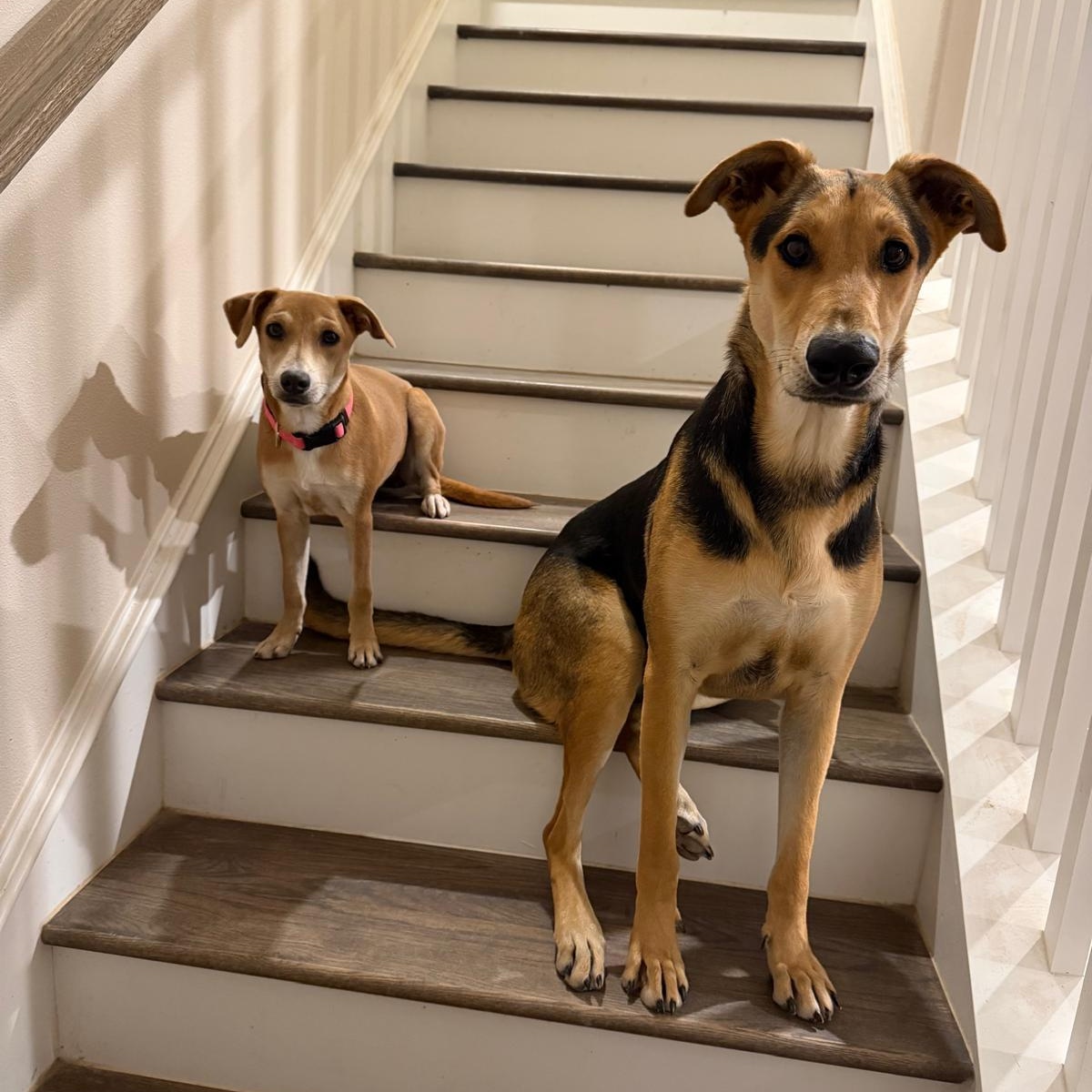 Sandi, an adopted mixed breed in Boise , ID image 6/6