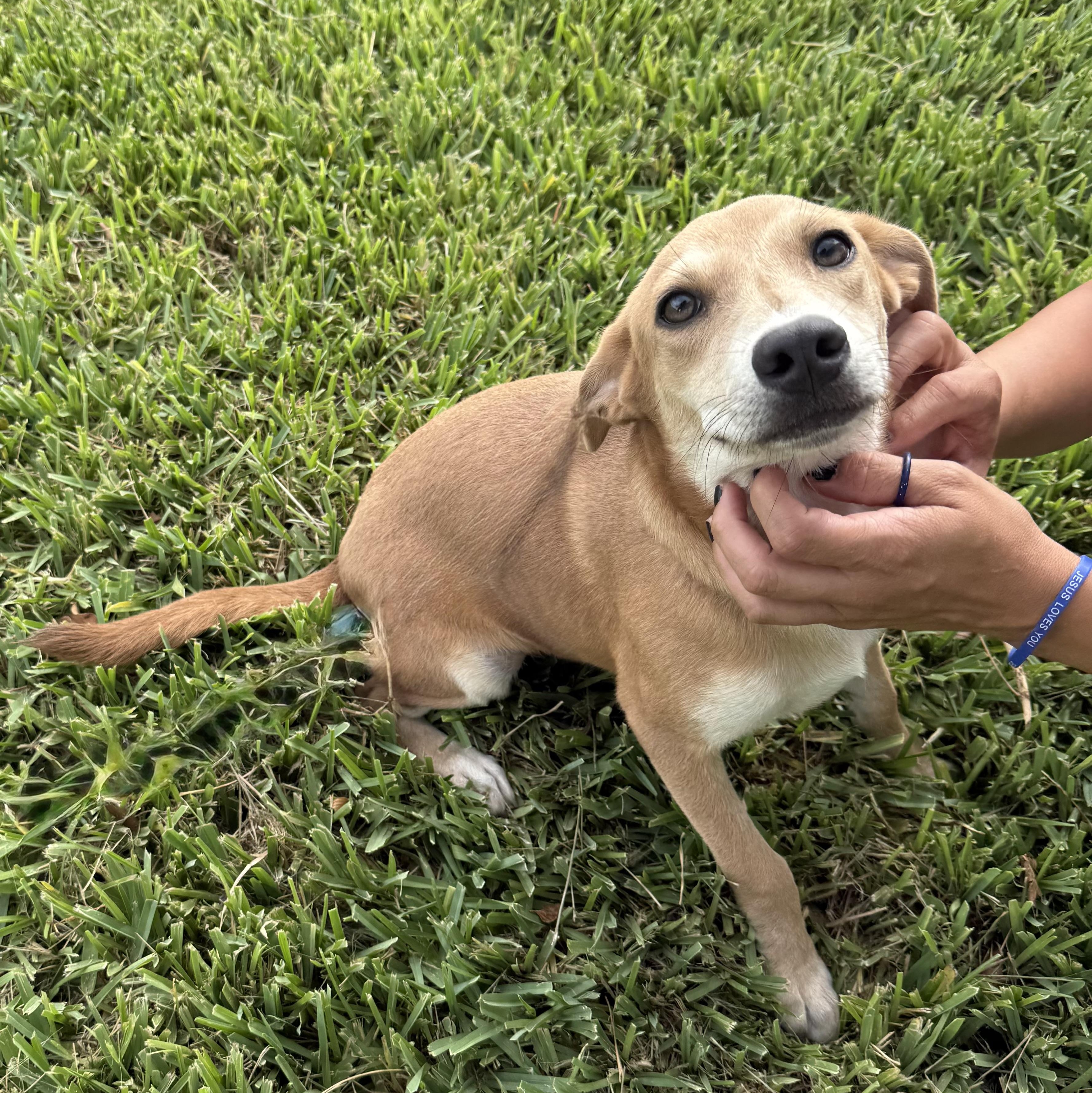 Sandi, an adopted mixed breed in Boise , ID image 3/6
