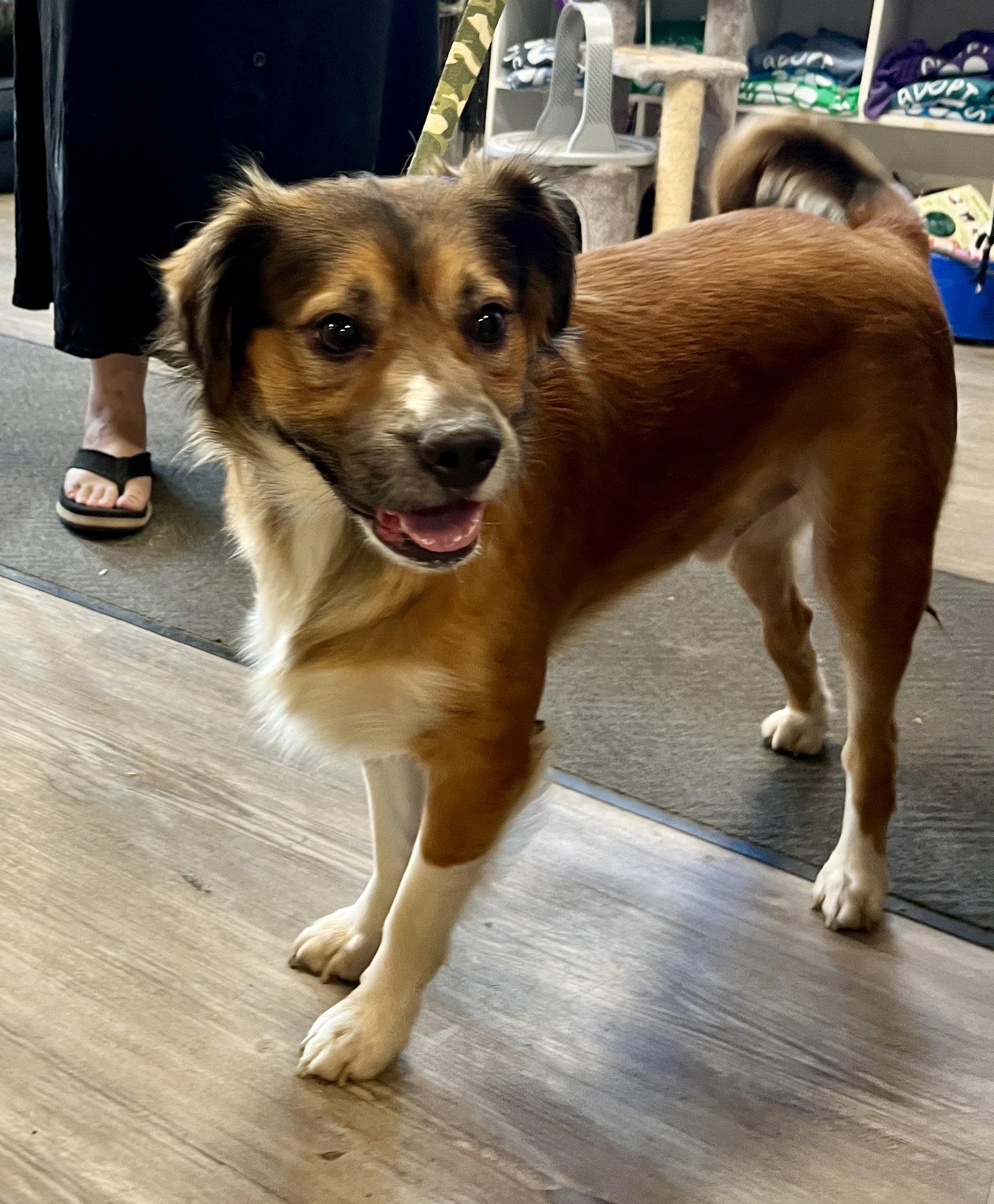 Enlarge John, a Adoptable Mixed Breed in Emmett, ID image 1/1