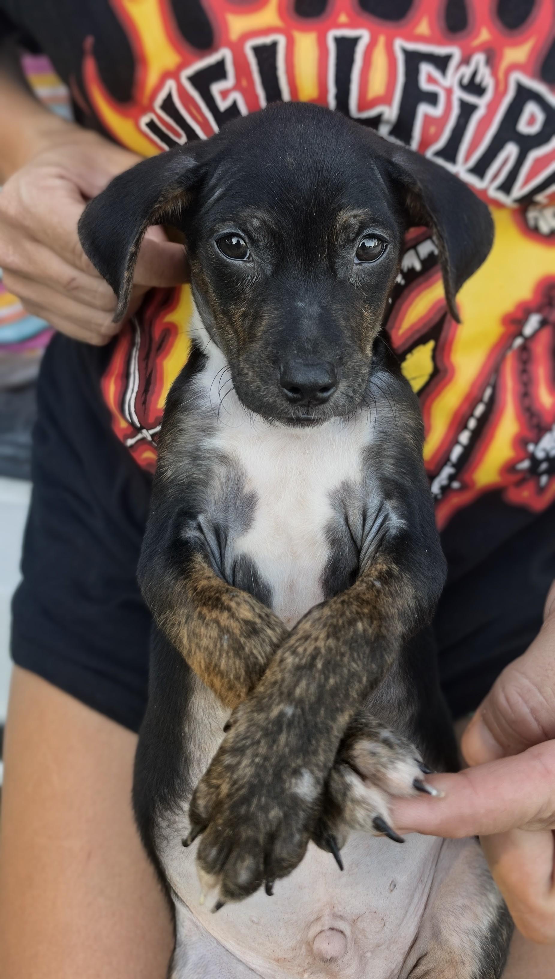 Enlarge Tony, a Adoptable mixed breed in Ft Walton Beach , FL image 2/3