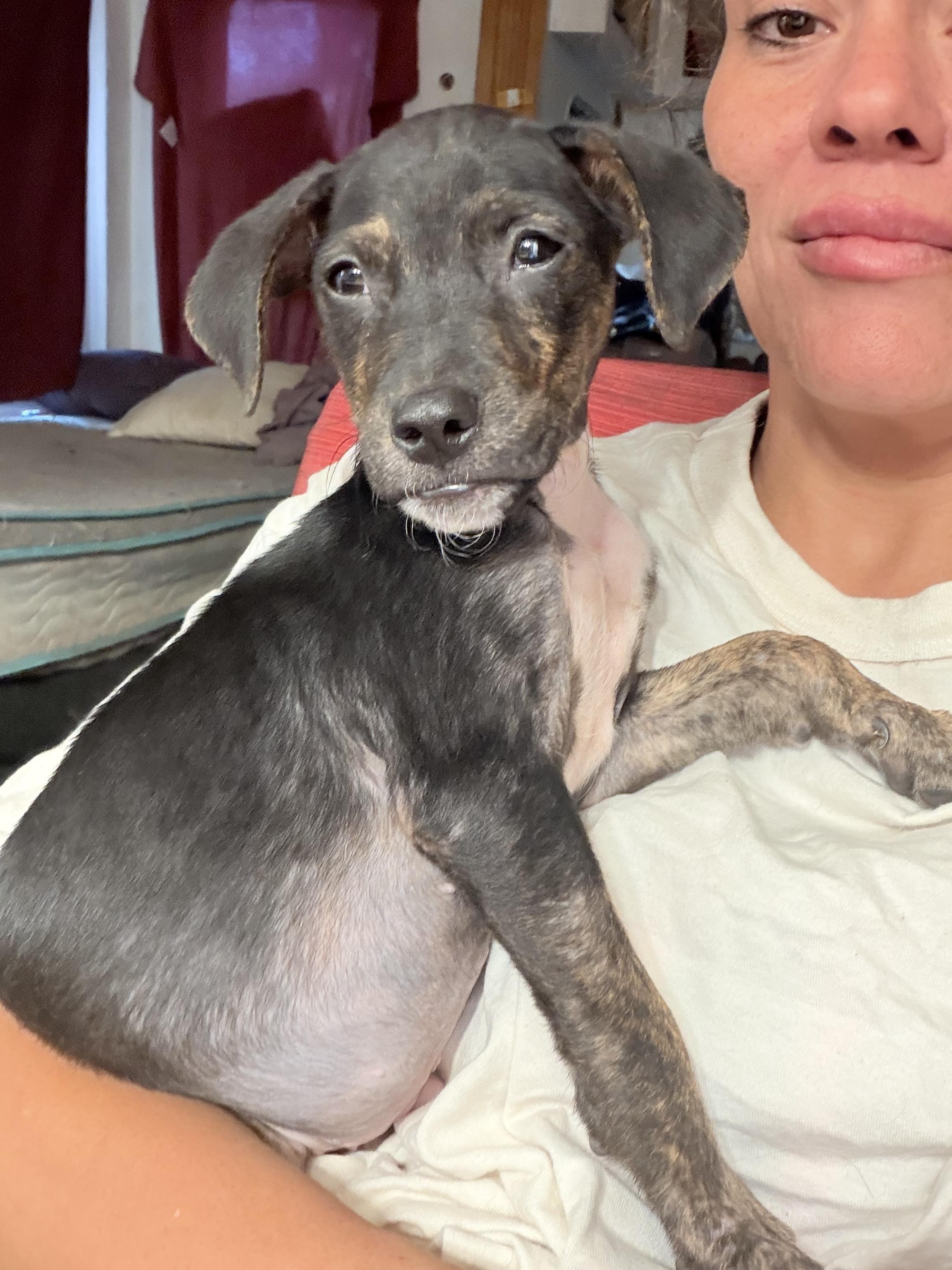 Enlarge Tony, a Adoptable mixed breed in Ft Walton Beach , FL image 3/3
