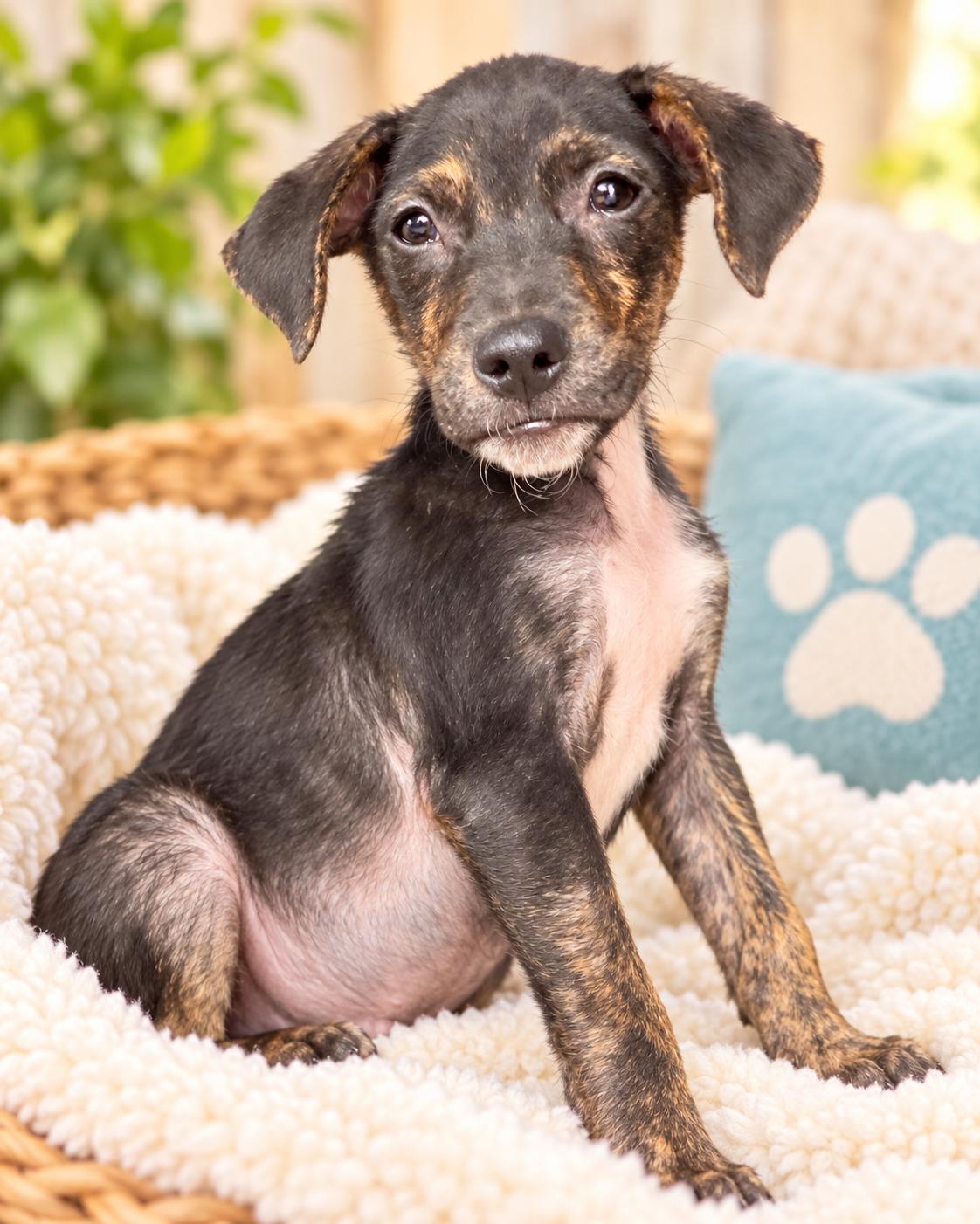 Enlarge Tony, a Adoptable mixed breed in Ft Walton Beach , FL image 1/3