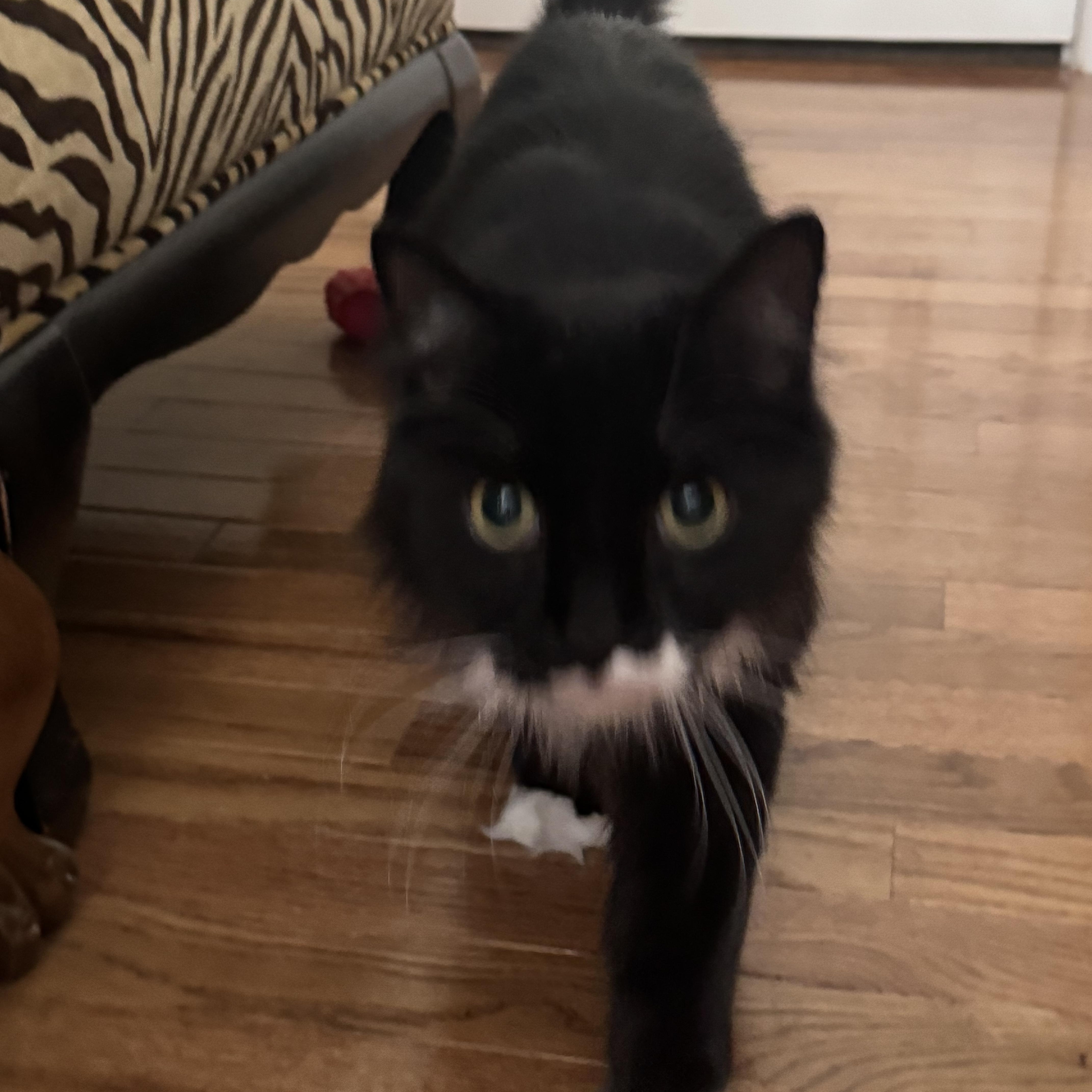 Enlarge Winston, a Adopted mixed breed in Charlotte, NC image 3/3