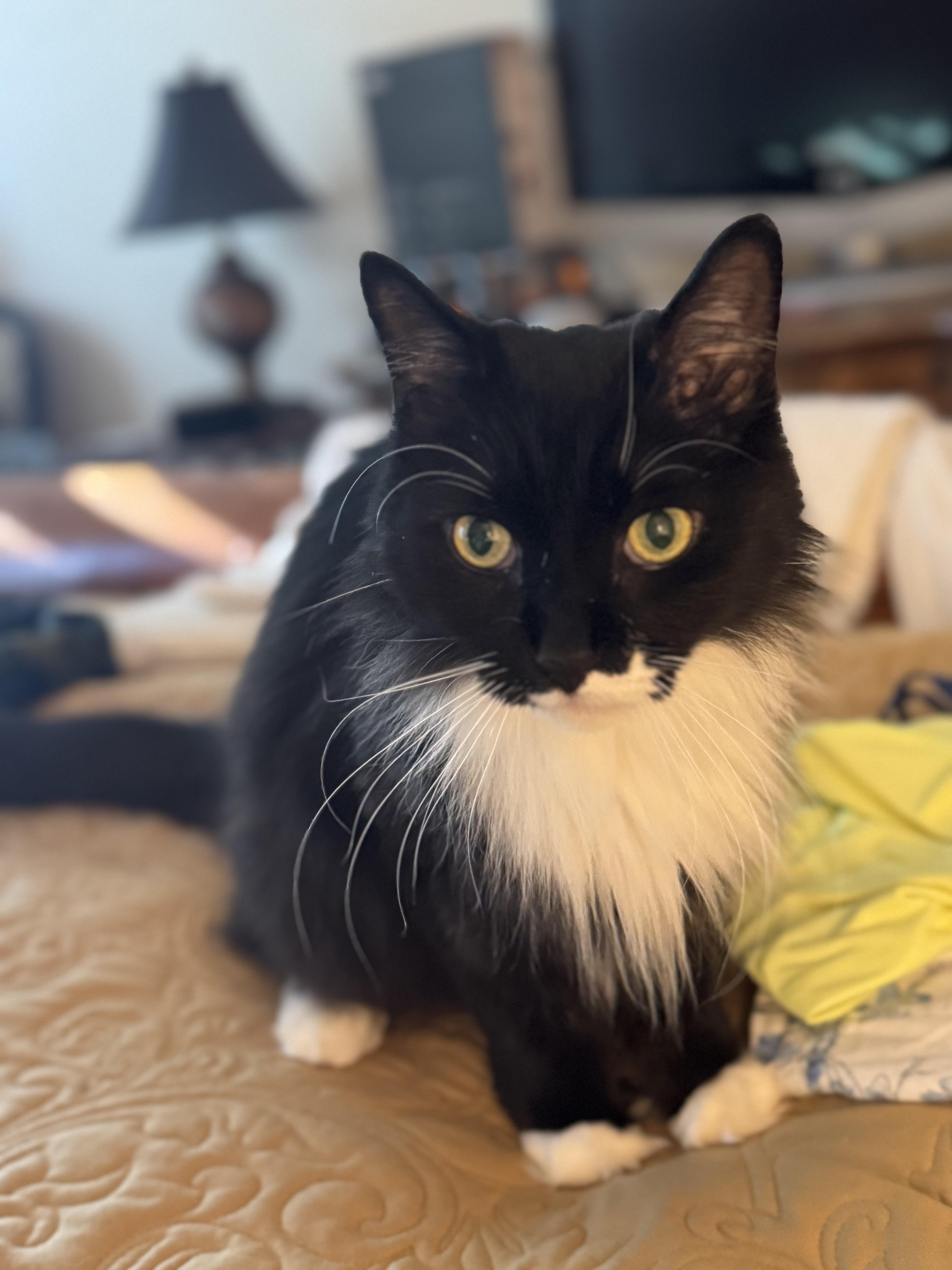 Winston, Adopted, Senior Male Domestic Long Hair.