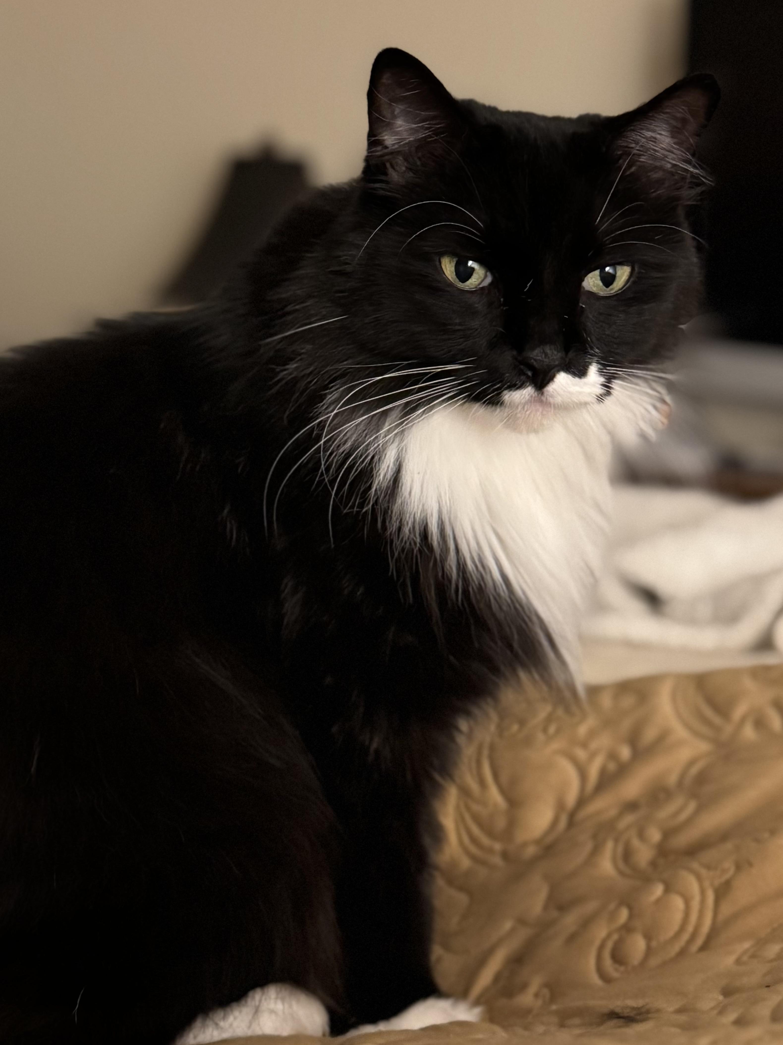 Enlarge Winston, a Adopted mixed breed in Charlotte, NC image 2/3