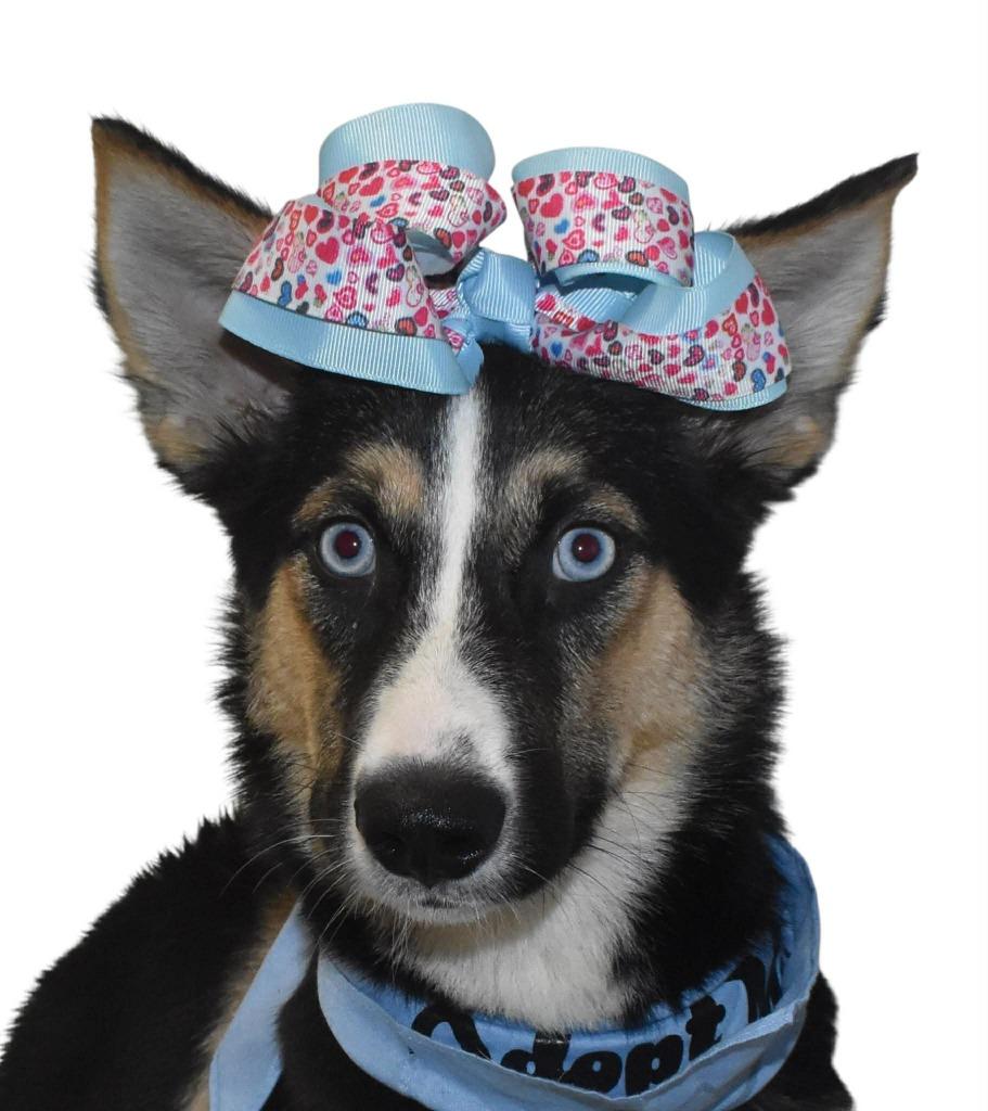 Enlarge Autumn, a Adoptable Husky in Springfield, OH image 1/4