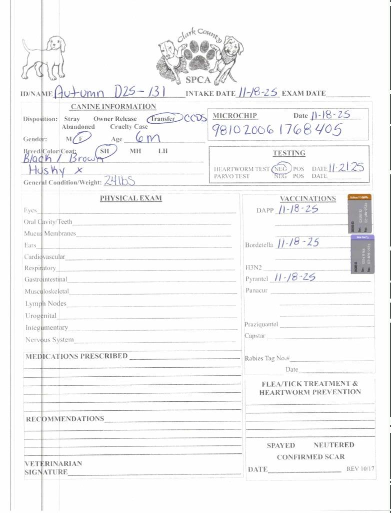 Enlarge Autumn, a Adoptable Husky in Springfield, OH image 3/4