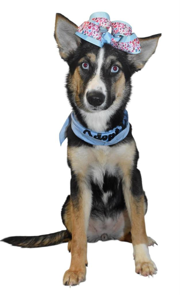 Enlarge Autumn, a Adoptable Husky in Springfield, OH image 4/4