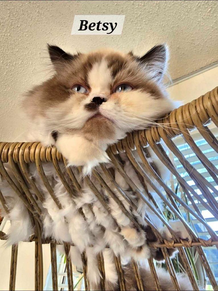 Enlarge Betty, a Adopted Himalayan in New Braunfels, TX image 1/1