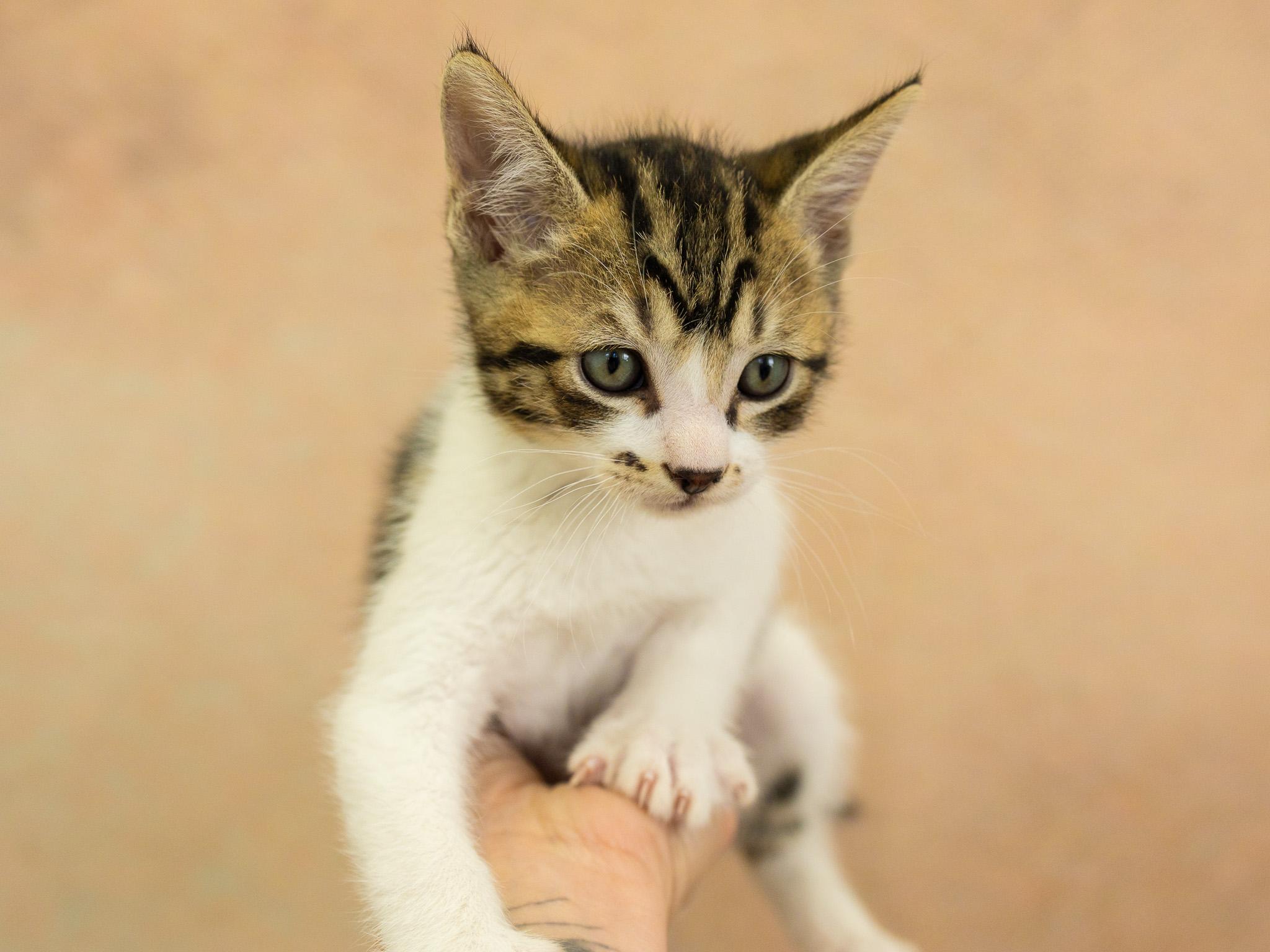 Alpha, a ADOPTABLE mixed breed in Republic, WA image 4/5