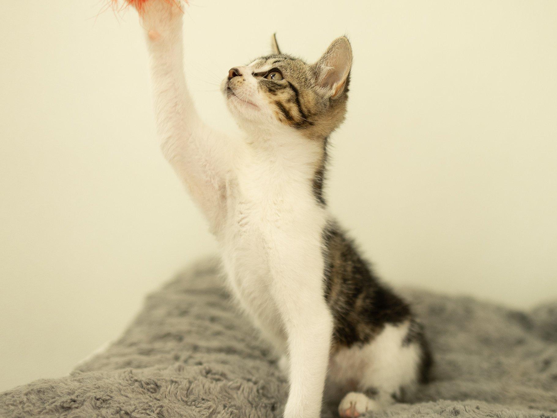 Alpha, a ADOPTABLE mixed breed in Republic, WA image 2/6