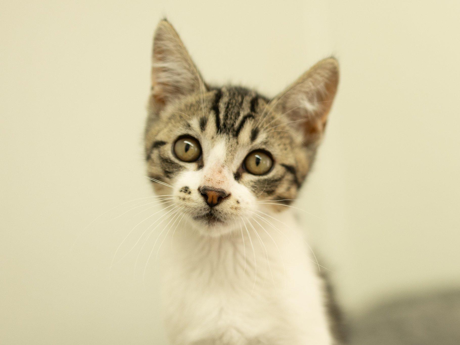Alpha, a ADOPTABLE mixed breed in Republic, WA image 1/6