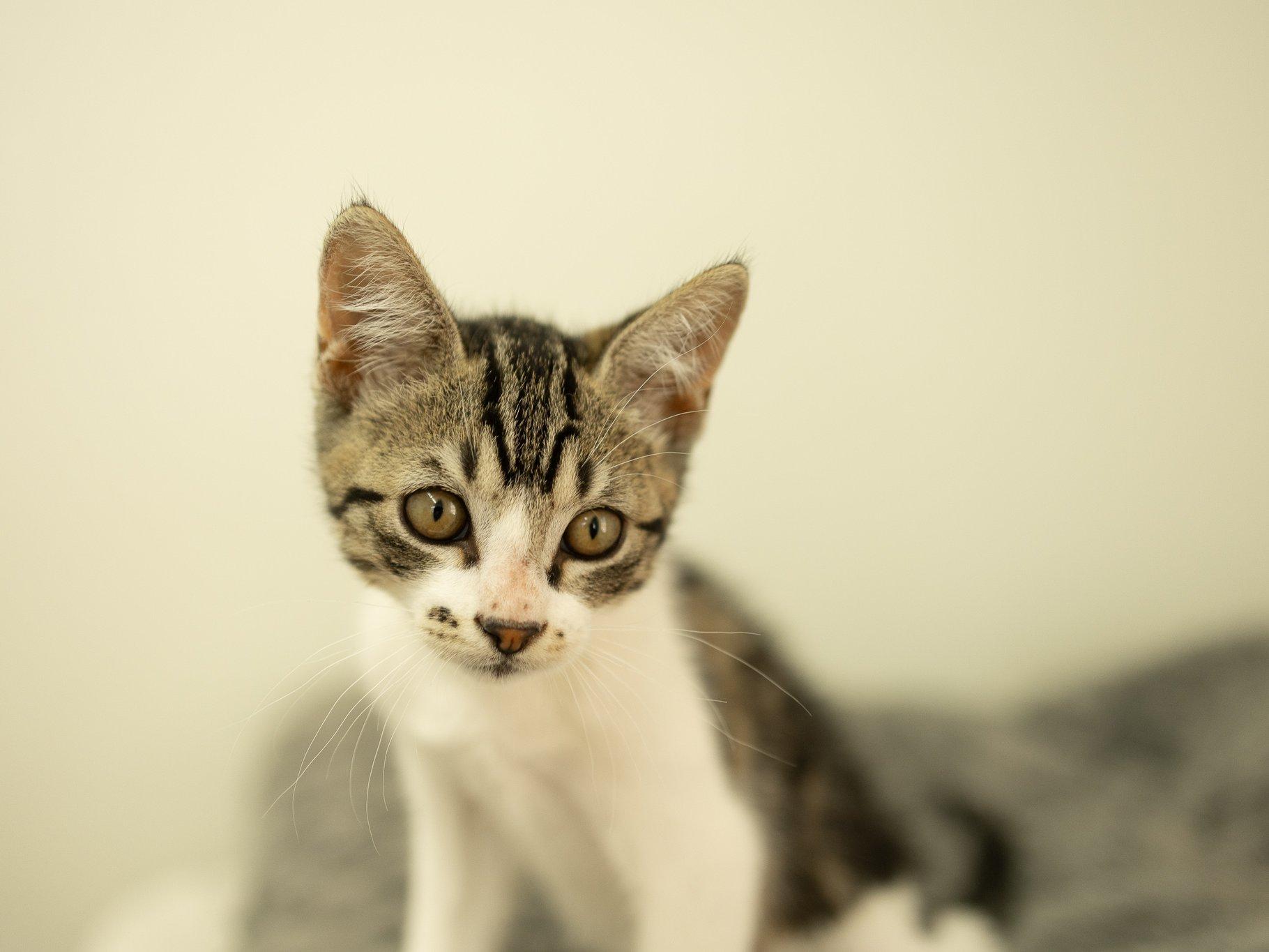 Alpha, a ADOPTABLE mixed breed in Republic, WA image 5/6
