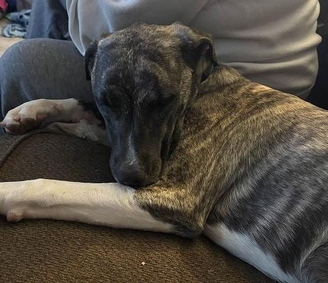 Enlarge January, an adopted mixed breed in Denton, TX image 1/3