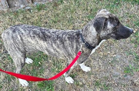 Enlarge January, an adopted mixed breed in Denton, TX image 2/3