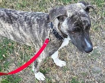 Enlarge January, an adopted mixed breed in Denton, TX image 3/3