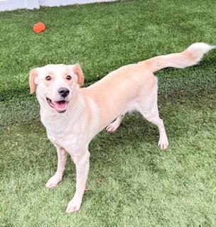 Frito, ADOPTABLE, Young Female Yellow Labrador Retriever.