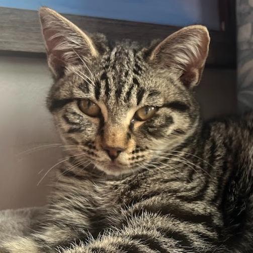 Niko, a ADOPTABLE mixed breed in Hermosa Beach, CA image 3/4