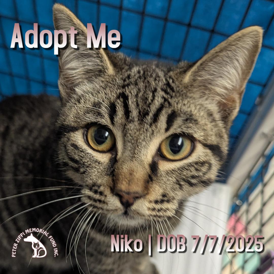 Niko, a ADOPTABLE mixed breed in Hermosa Beach, CA image 1/4
