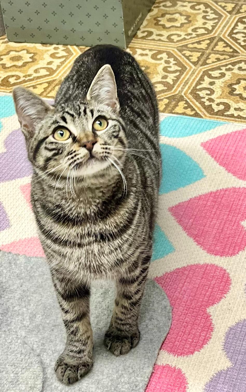 Niko, a ADOPTABLE mixed breed in Hermosa Beach, CA image 2/4