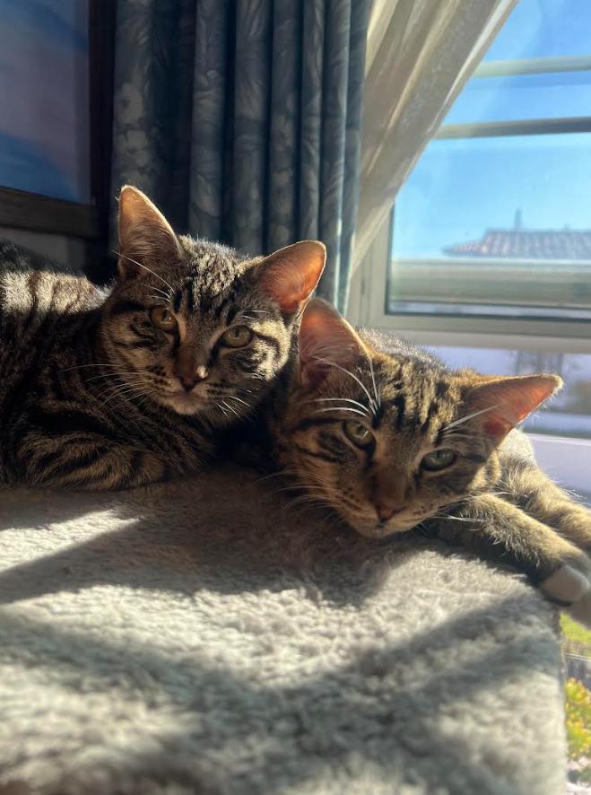 Niko, a ADOPTABLE mixed breed in Hermosa Beach, CA image 4/4