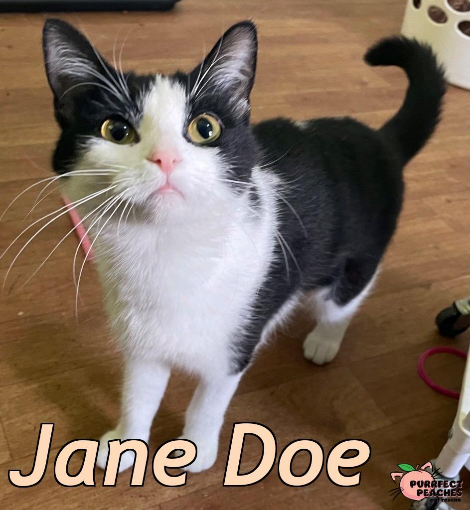 Jane Doe, Adoptable, Young Female Domestic Short Hair.