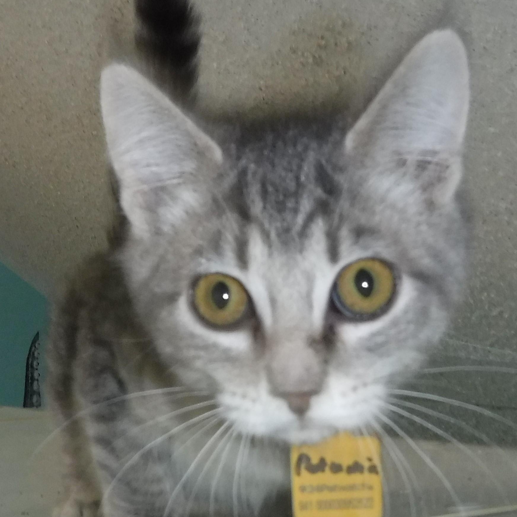 Petunia - Playful & Social, a Adoptable Tabby in Hoquiam, WA image 3/5