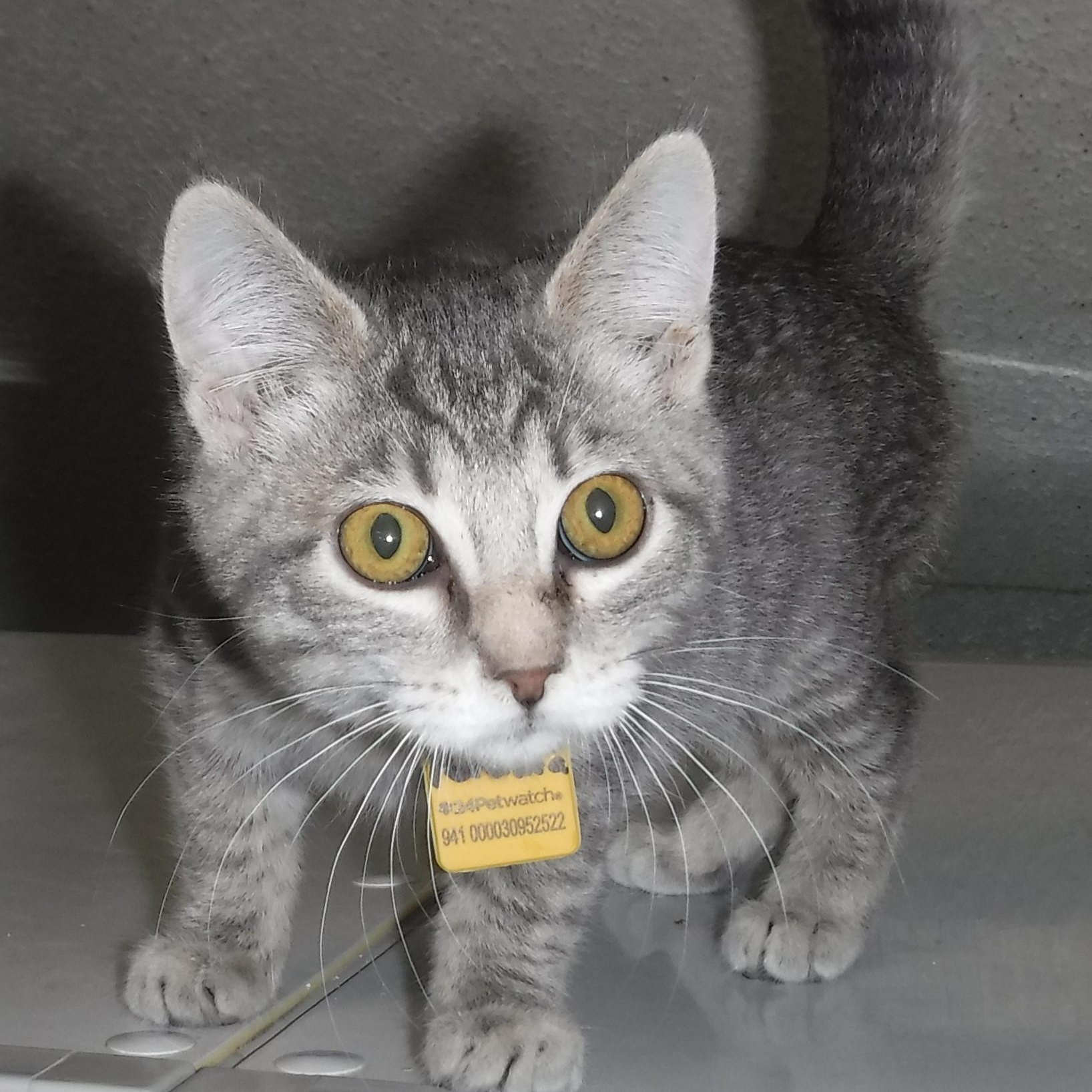 Petunia - Playful & Social, Adoptable, Kitten Female Tabby.