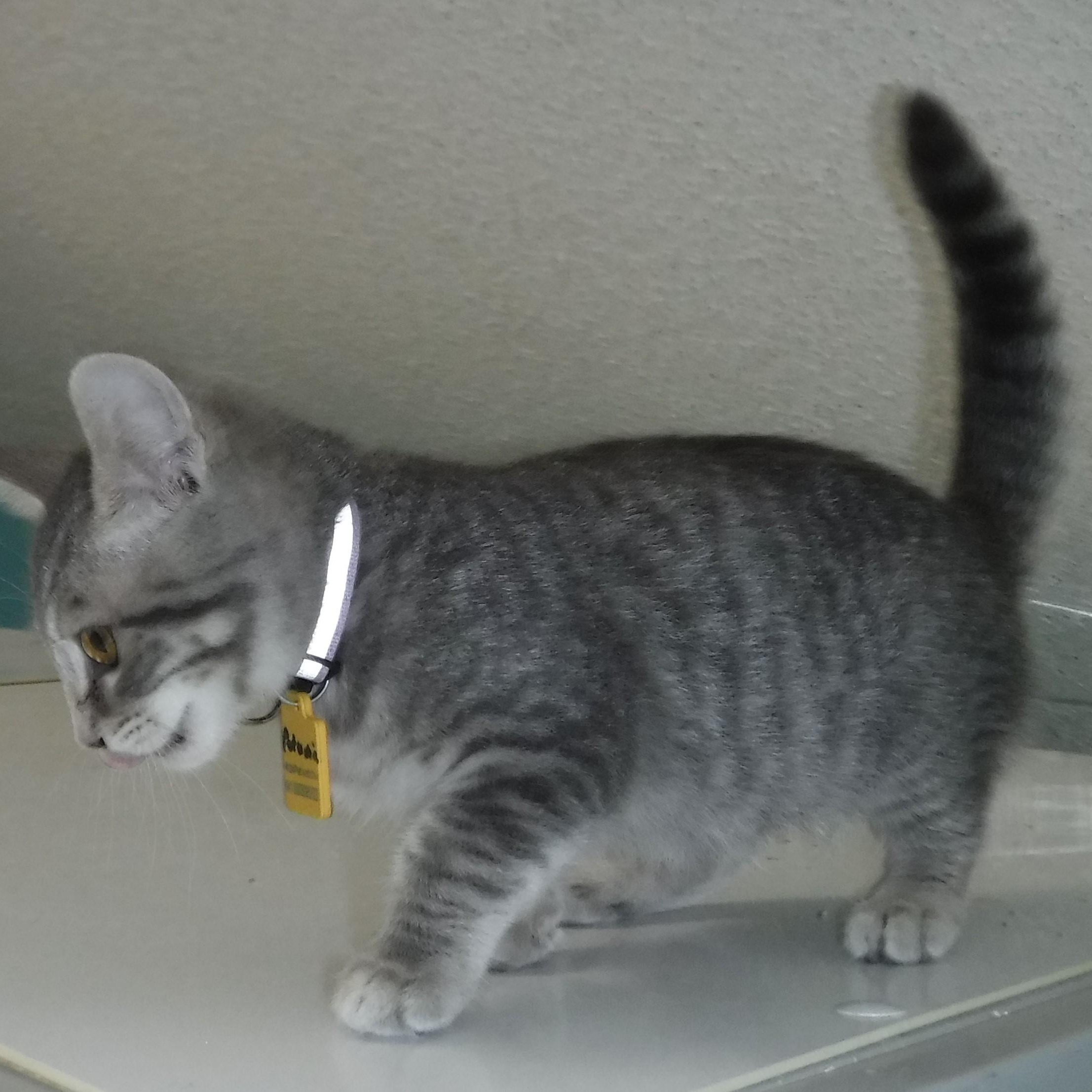 Petunia - Playful & Social