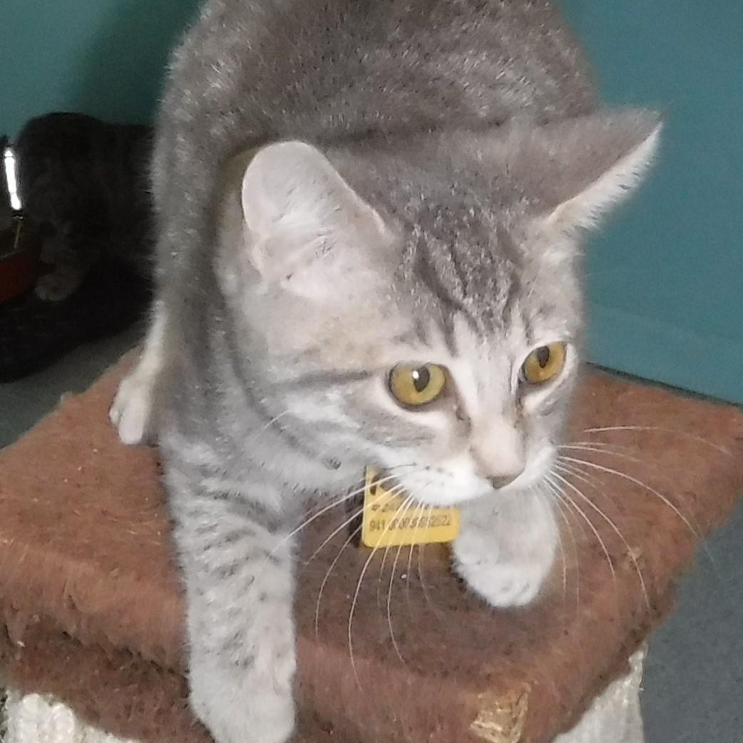 Petunia - Playful & Social, a Adoptable Tabby in Hoquiam, WA image 2/5