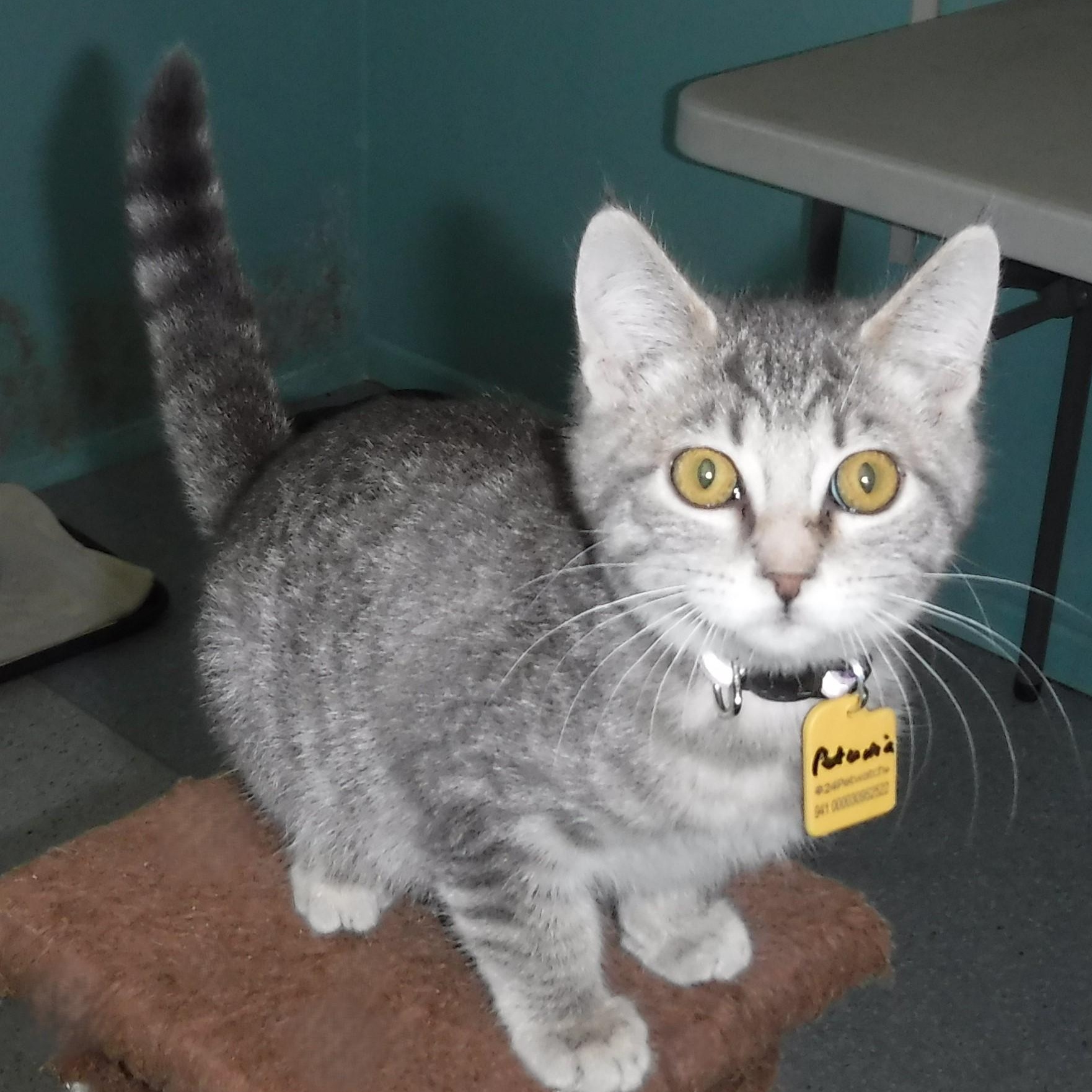 Petunia - Playful & Social, a Adoptable Tabby in Hoquiam, WA image 5/5