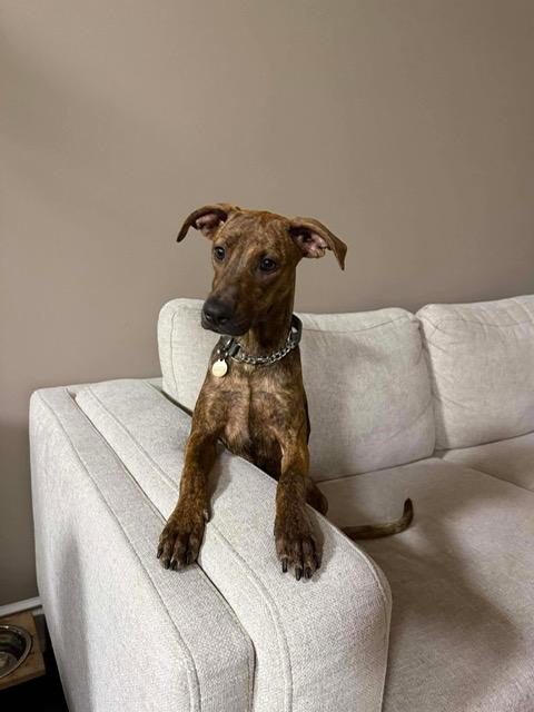Enlarge Maisy, an adopted Mixed Breed in Etobicoke, ON image 1/2