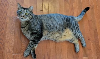 Thor, Adoptable, Adult Male Domestic Short Hair & Domestic Short Hair.