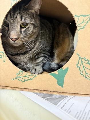 Enlarge Thor, a Adoptable mixed breed in King William, VA image 1/1