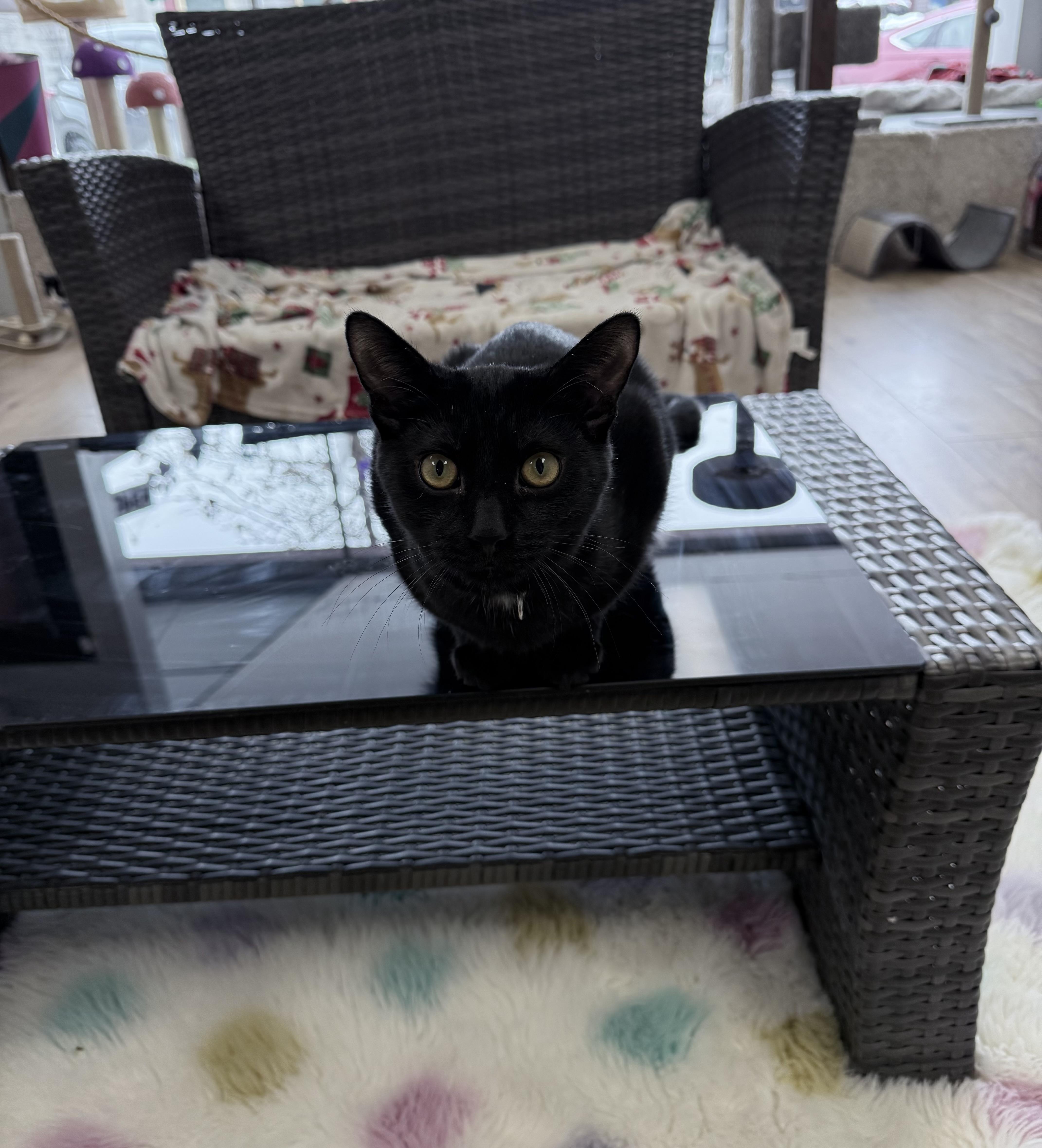 Bear, ADOPTABLE, Young Male Domestic Short Hair.