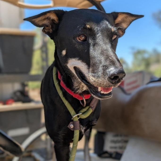 Sharkey (Soi Dog)