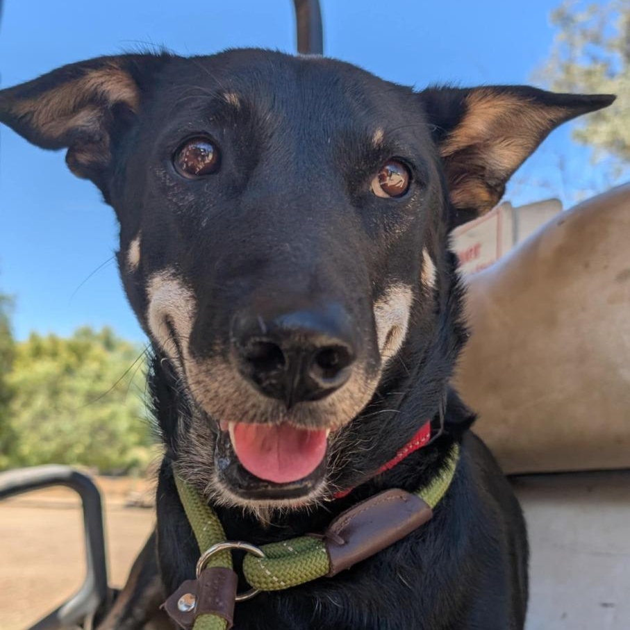 Sharkey (Soi Dog)