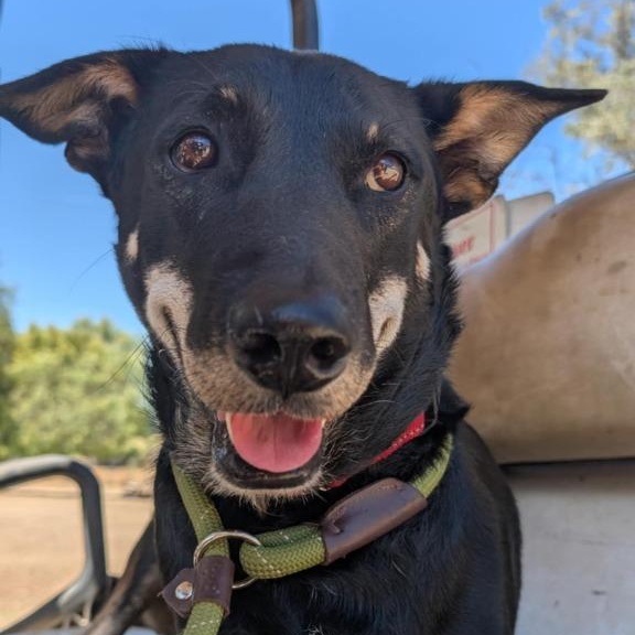 Sharkey (Soi Dog)