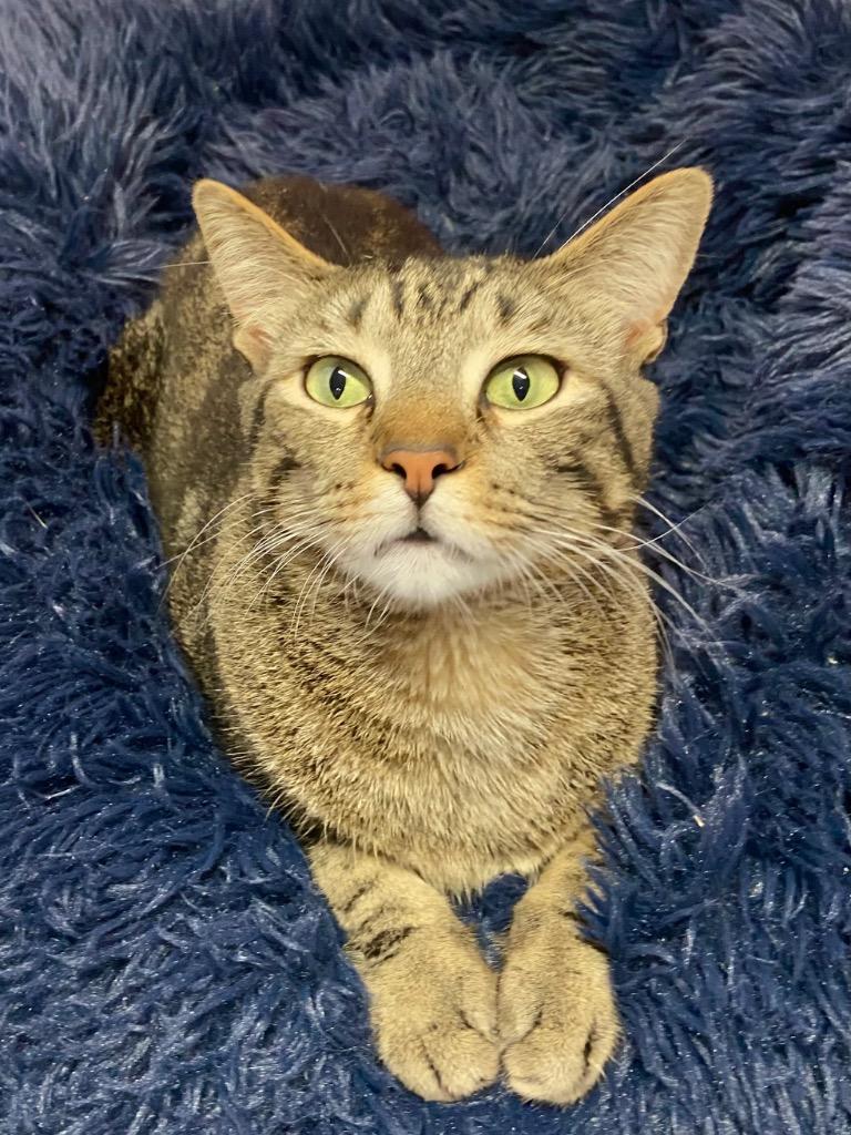 Squirt, Adoptable, Adult Male Domestic Short Hair & Tabby.