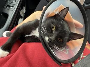 Enlarge Poppy, a ADOPTABLE mixed breed in Raleigh, NC image 2/5