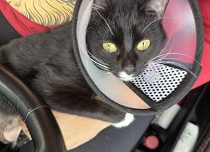 Enlarge Poppy, a ADOPTABLE mixed breed in Raleigh, NC image 5/5