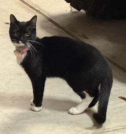 Poppy, ADOPTABLE, Kitten Female Tuxedo.