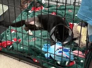 Enlarge Poppy, a ADOPTABLE mixed breed in Raleigh, NC image 3/5