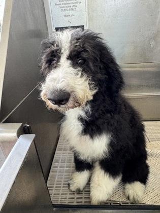 Whoopee, adopted, Young Male Old English Sheepdog & Bernese Mountain Dog.